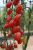 ЦБ-00023267_Томат Алина F1 5шт (Агрос) 2 ЦБ-00023267_Томат Алина F1 5шт (Агрос) 2
