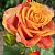 Роза Симбол чайно-гибридная (Сиб сад)