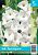 Гладиолус Уайт Просперити 10шт (КолорЛайн)