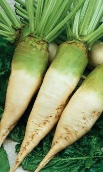 00025238_Свекла кормовая Сахарная БП (УД)