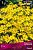 Кореопсис мутовчатый Загреб (ПОИСК)