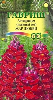 00008445_Львиный зев Жар любви (Гавриш) 1_1000