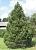 Сосна горная Унцината P9 конт. (КолорЛайн)