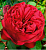 Роза Ред Пиано чайно-гибридная (Сиб сад)