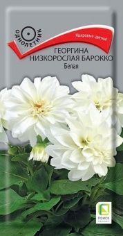 00039919_Георгина низкорослая Барокко Белая 0,1гр 