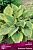 Хоста Алватин Тейлор гибридная (ПОИСК)