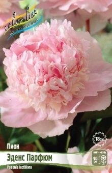 Paeonia Eden's Perfume