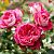 Роза Максим чайно-гибридная ЭКОНОМ (Барнаул)