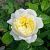 Роза Уайт Даймонд плетистая (Садовита)