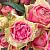 Роза Питахайя чайно-гибридная (Сиб сад)