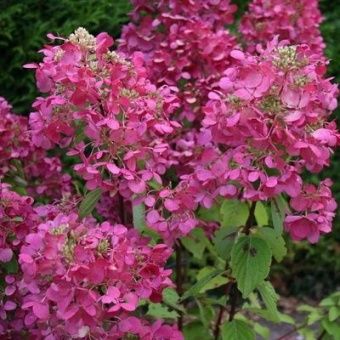 00028434_Гортензия метельчатая Даймонд Руж (ПОИСК)
