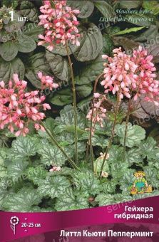 geihera_gibrid_litl_kutu_pepermint_kaper (1)