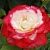 Роза Дабл Делайт чайно-гибридная (Барнаул)