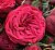 Роза Адажио чайно-гибридная ЭКОНОМ (Барнаул)