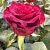 Роза Гладиатор чайно-гибридная (Татарстан Розариум)
