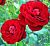 Роза Торнадо флорибунда (Сиберика)
