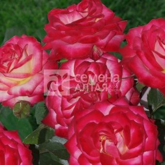 00032892_Роза Крейзи Вумен спрей в коробке (Барнау