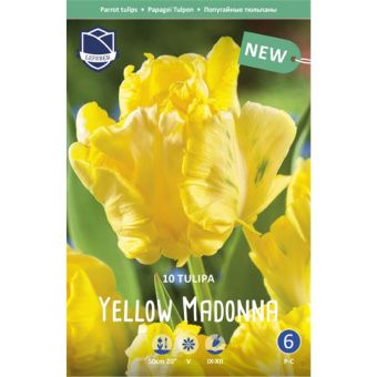 tyulpan-jellou-madonna-w800-h800