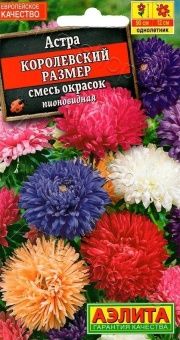 00022744_Астра Королевский размер смесь сортов (Аэ