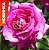 Роза Интрига флорибунда (Барнаул)