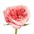 Роза Пинк Экспрешн чайно-гибридная (Сиберика)