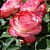 Роза Юбилей принца Монако Флорибунда (Садовита)