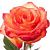 Роза Хай Меджик чайно-гибридная ЭКОНОМ (Барнаул)