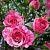 Роза Пинк Флеш спрей (Золотая сотка Алтая)