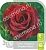 Роза Фиджа Негро чайно-гибридная (Барнаул)