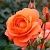 Роза Феникс флорибунда (Барнаул)