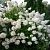 Гортензия метельчатая Грандифлора Серия Северный Сад (ПОИСК)