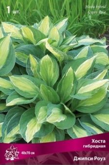 hosta_gibrid_jupsy_rous_kaper