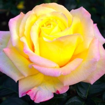 00037551_Роза Глория Дей чайно-гибридная (Татарста