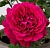 Роза Бельвью чайно-гибридная (Татарстан Розариум)