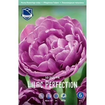 tyulpan-lilak-perfekshn-w800-h800