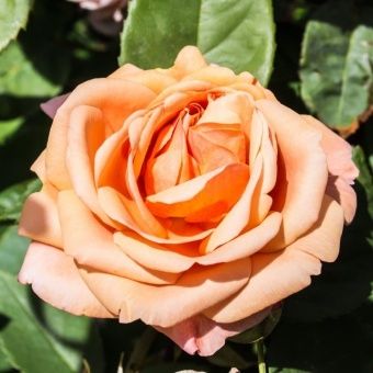 00037519_Роза Чарльз Остин английская кустовая (Та