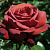 Роза Терракота чайно-гибридная (Золотая сотка Алтая)