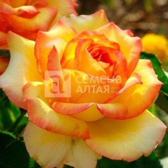 00037436_Роза Амбианс чайно-гибридная в коробке (Б