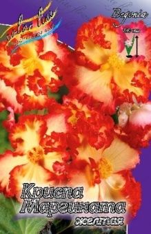 00027313_Бегония Криспа маргината желтая-красная 5