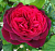 Роза Графиня Харденберг шраб (Садовита)
