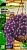 Алиссум Кристалл F1 Фиолетовая Волна ампельный 0,01г Ампельные Шедевры (Сем Алт) 