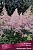Астильба Арендса Файрворкс Пинк (ПОИСК)
