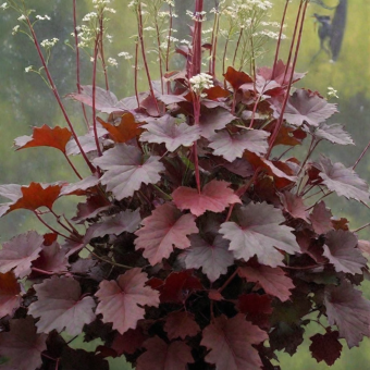 1f7308d4619da96fc1df30b1eb1e86dc