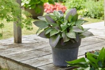 hosta_gibrid_fest_blash_kaper