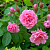Роза Пинк Гротендорст ругоза (Золотая сотка Алтая)