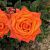 Роза Вау Чайно-гибридная (Садовита)