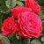 Роза Доминика спрей (Сиберика)