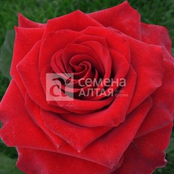 00043122_Роза Эксплорер чайно-гибридная (Барнаул)