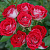 Роза Руби стар Спрей (Садовита)