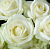 Роза Аваланш чайно-гибридная (Татарстан Розариум)